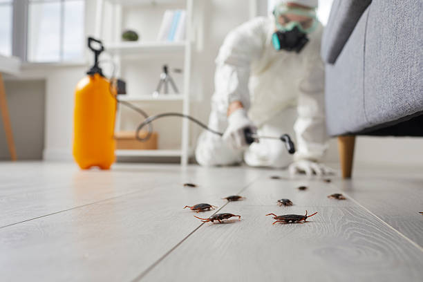 Commercial Kitchen Cockroach Control in Glendale